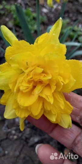 Луковицы нарциссов махровых ранних