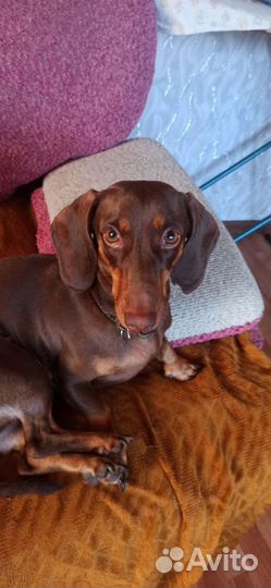 Такса. Вязка