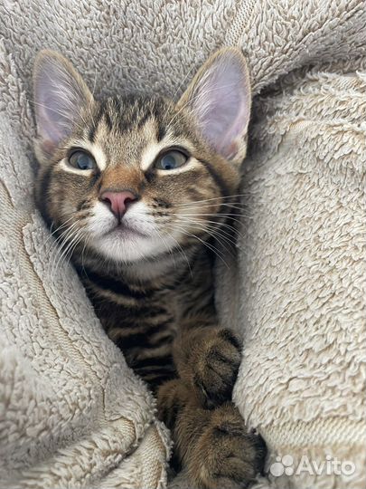 Котенок 2 месяца, очень добрый и ласковый