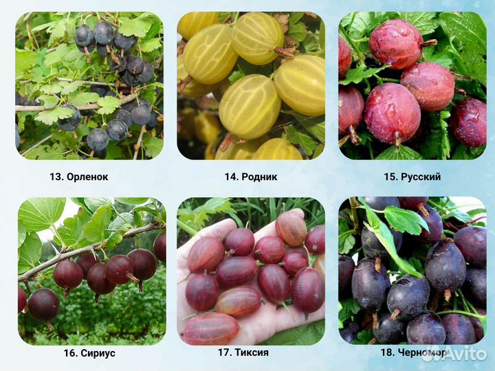 Саженцы крыжовника, Крыжовник