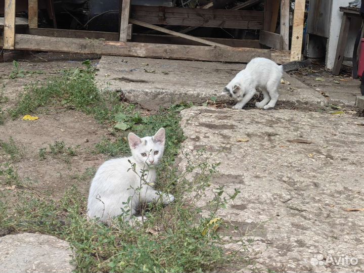 Котята очень красивые в дар