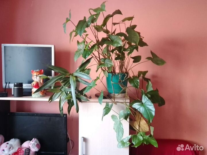 Цветы домашние