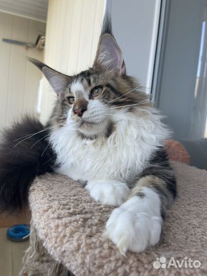 Котята мейн-кун