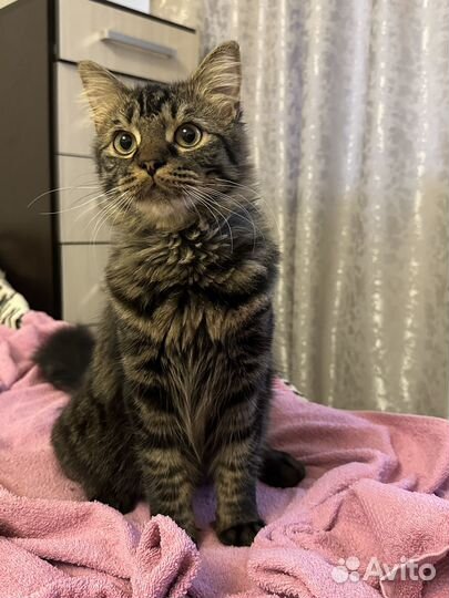 Мотя ищет дом