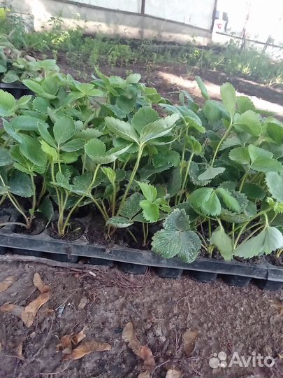 Рассада земляники садовой(клубники)с зкс