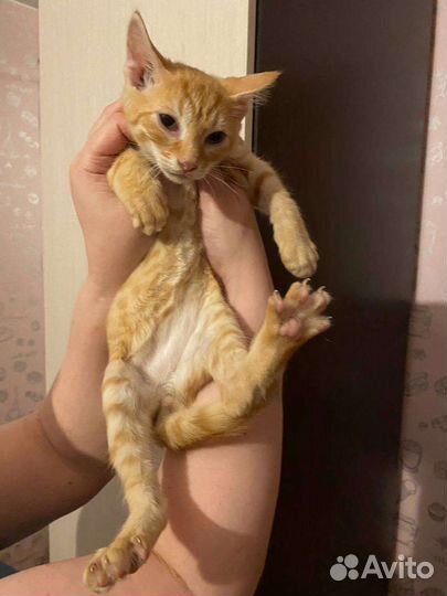 Котик 2,5 месяца