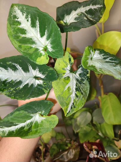 Сингониум scrambled eggs