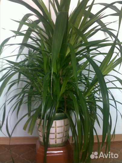 Стеллар пеларгония герань и панданус