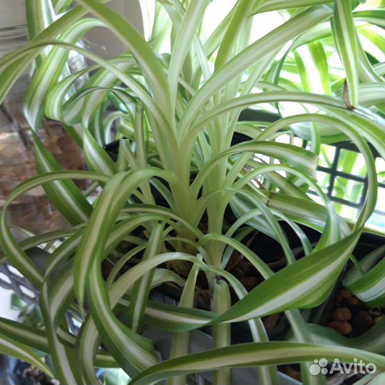 Хлорофитум кучерявый