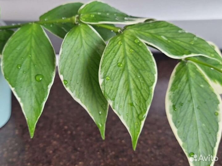 Хойя полинейра альбо. Узел на срез