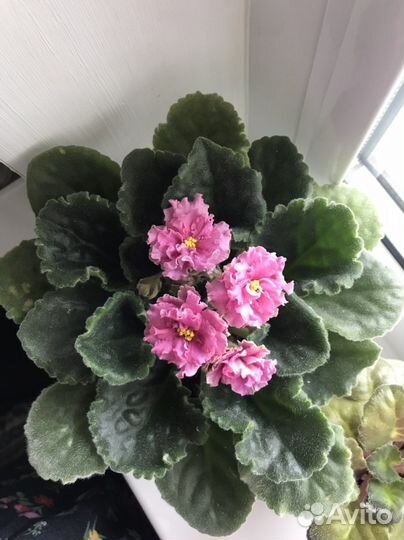 Фиалка сортовая