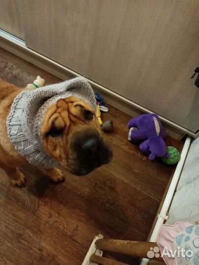 Одежда для шарпея. Шапочки