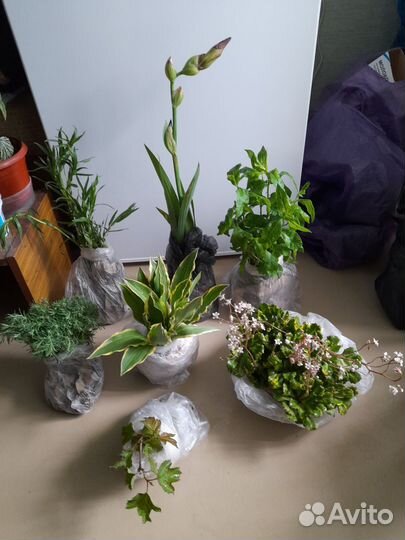 Дачные многолетние цветы