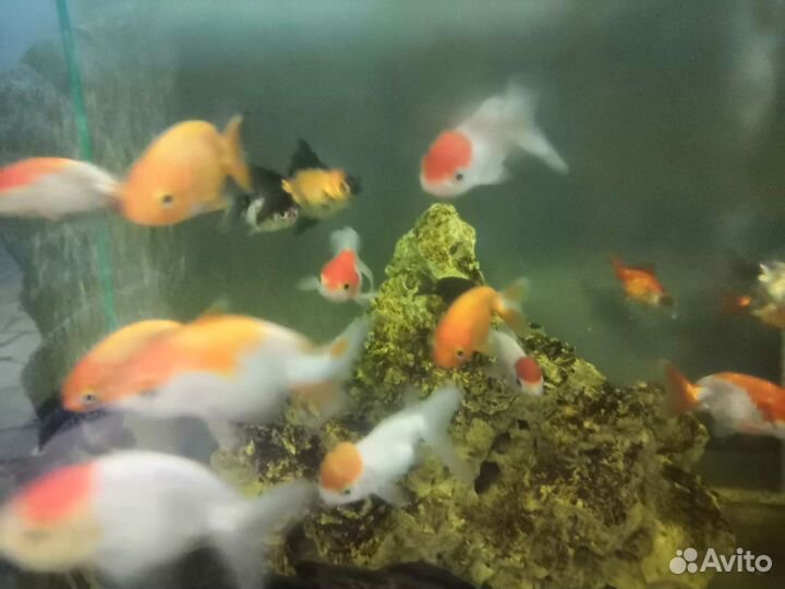 Золотая рыбка телескоп риукин ранчу оранда