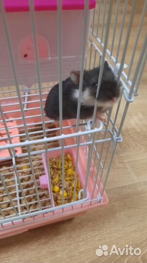 Хомяк джунгарик