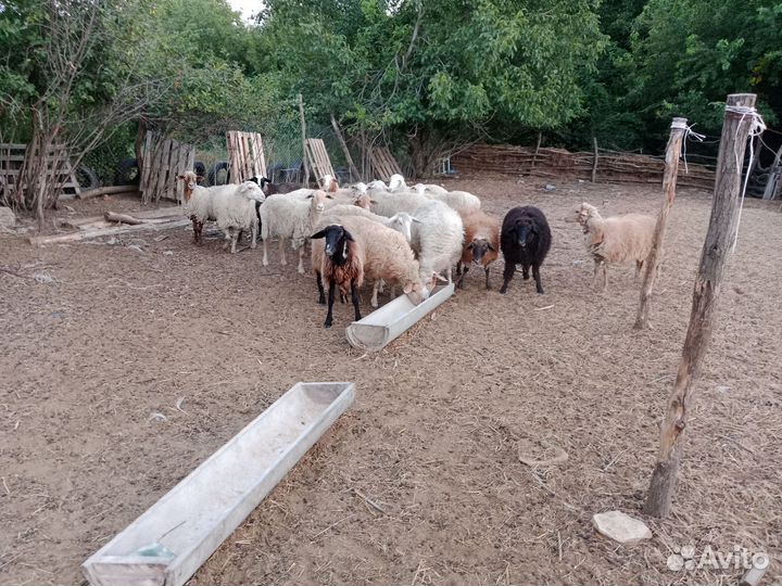 Овцы бараны