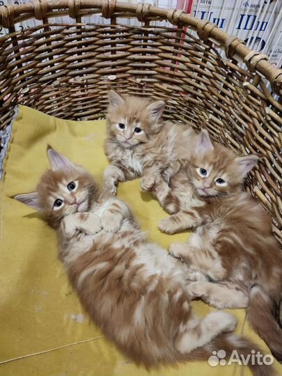 Котята мэйн-кун