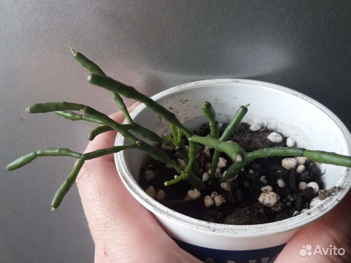 Комнатные растения цветы