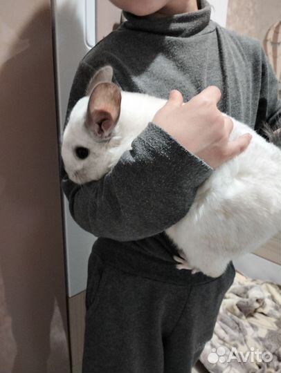 Шиншиллы