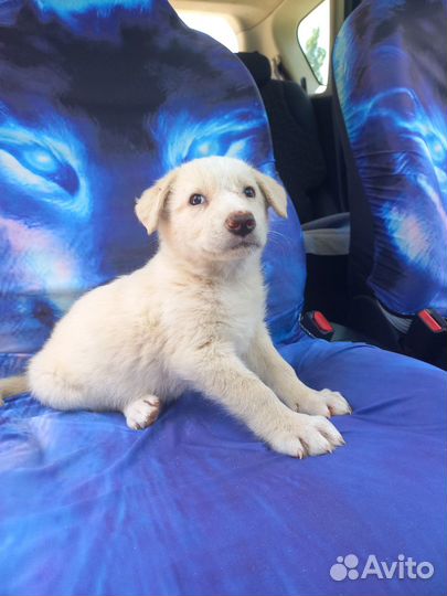 Белый мальчик