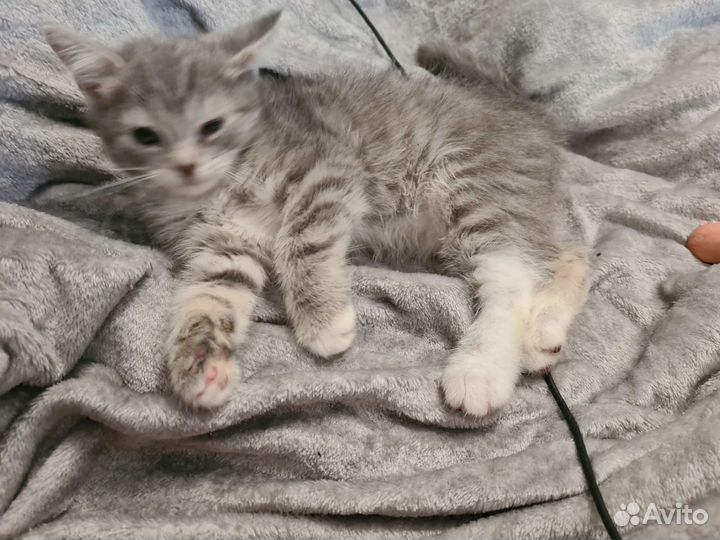 Котята в добрые руки бесплатно