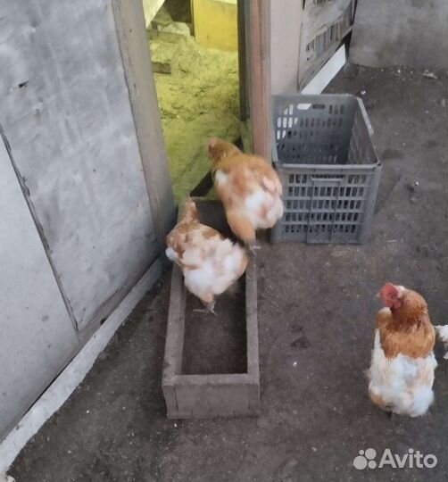 Куры несушки