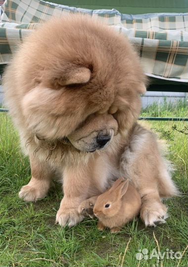 Кролики мини