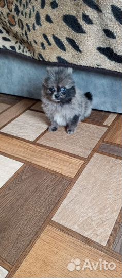 Девочки шпицули