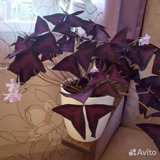 Красотка-бабочка