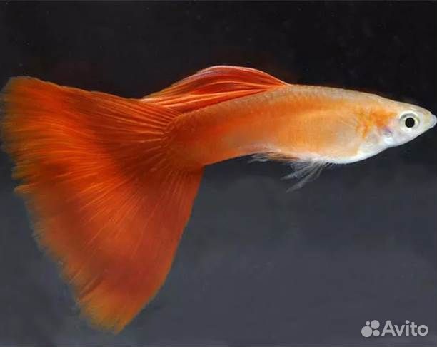 Гуппи Красный блондин Люкс