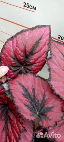 Бегония Рекс микс