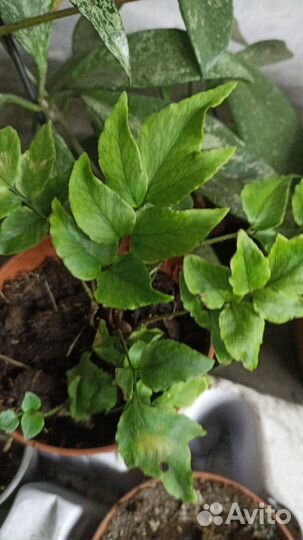 Папоротник птерис