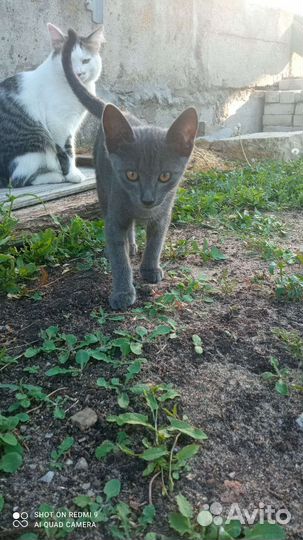 Котенок мальчик