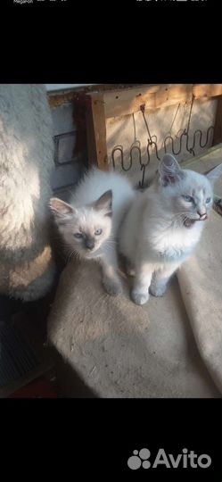 Котята отдам бесплатно