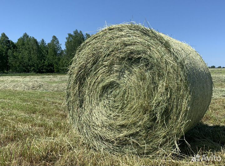 Сено в рулонах