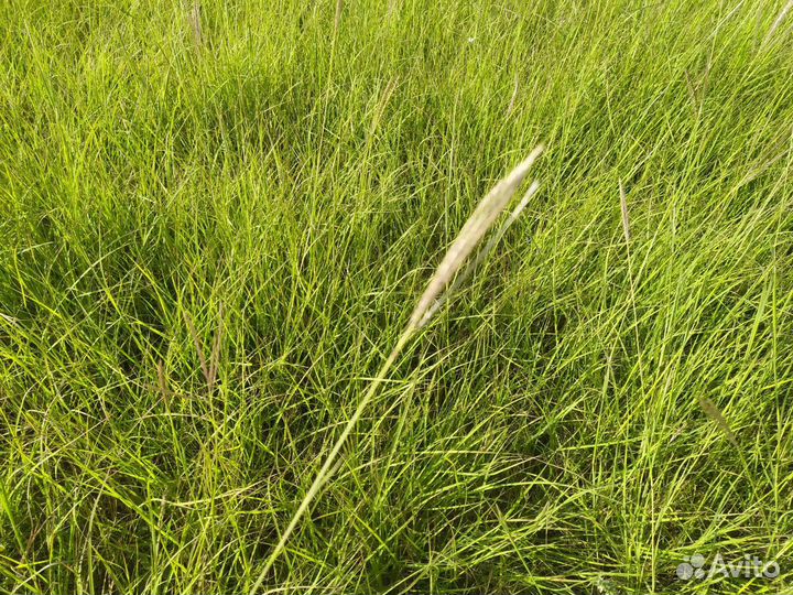 Сено разнотравье