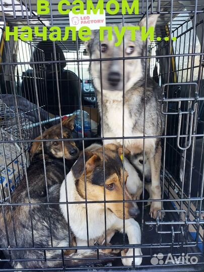 В добрые руки