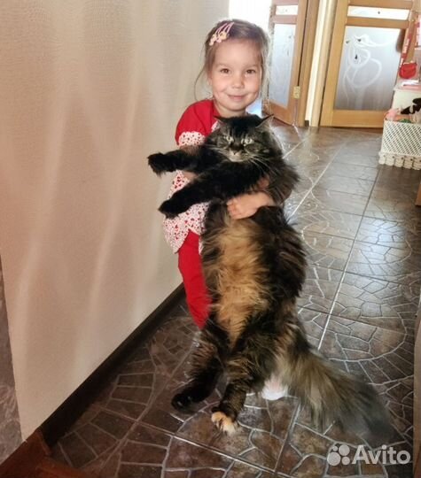 Кошка мейн кун в дар