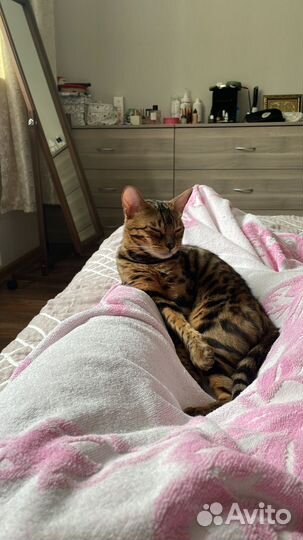Бенгальская кошка