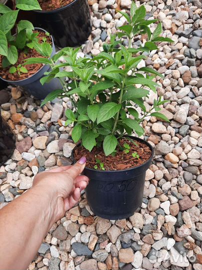 Вимс Ред гортензия метельчатая