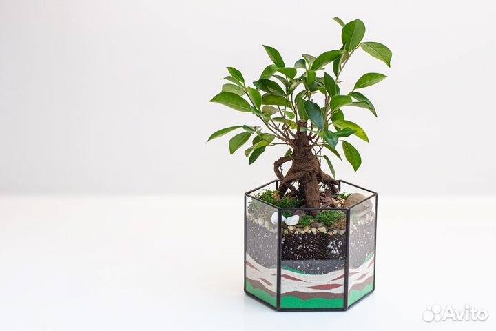 Флорариум Бонсай