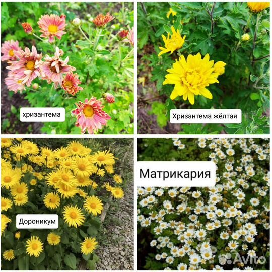 Хризантемы, дороникум, матрикария