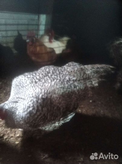 Петухи мелехенская кукушка