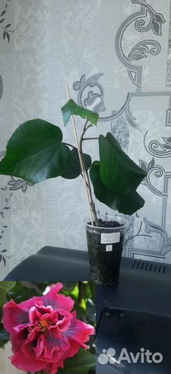 Сортовые гибискусы