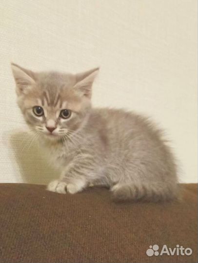 Британские котята