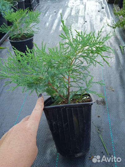 Можжевельник