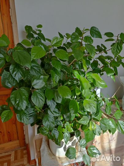 Гибискус китайская роза