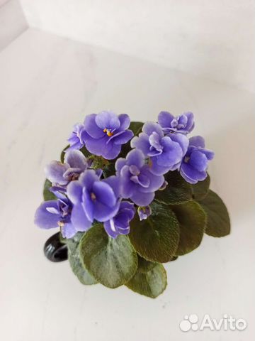 Миниатюрные фиалки