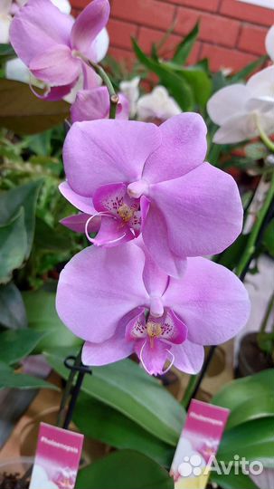 Орхидеи цветущие