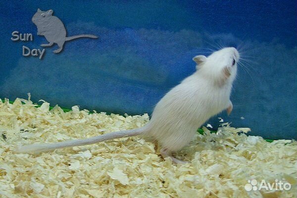 Монгольские песчанки из питомника